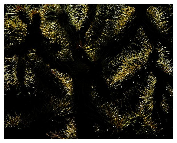 Back-Lit Cholla