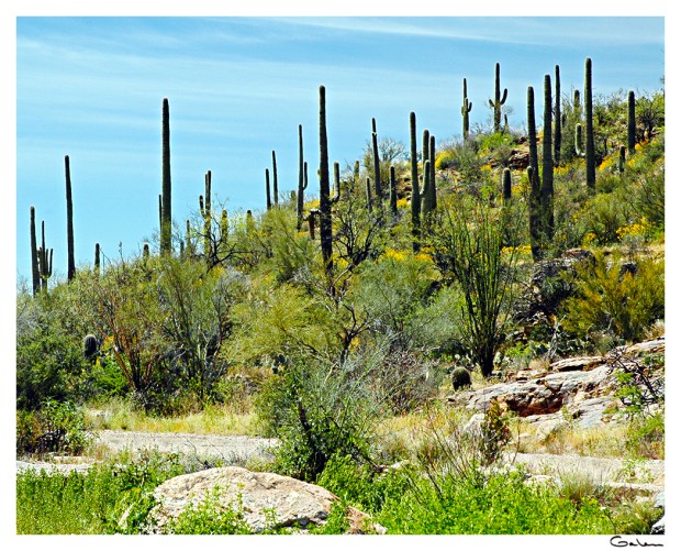 26G_NAT_Sabino Canyon_05D02-0094-04F