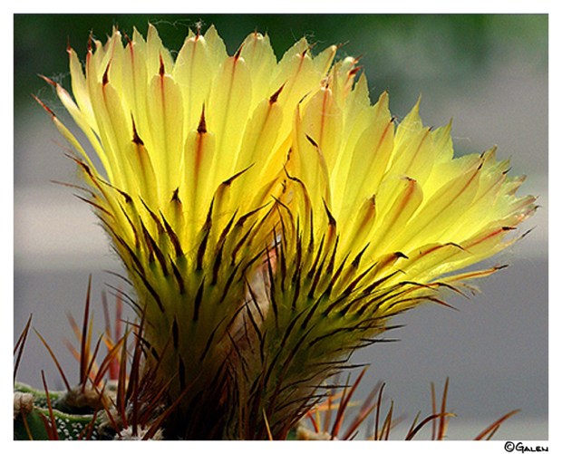 26g_14d24_bishops-cap_astrophytum-ornatum-04f